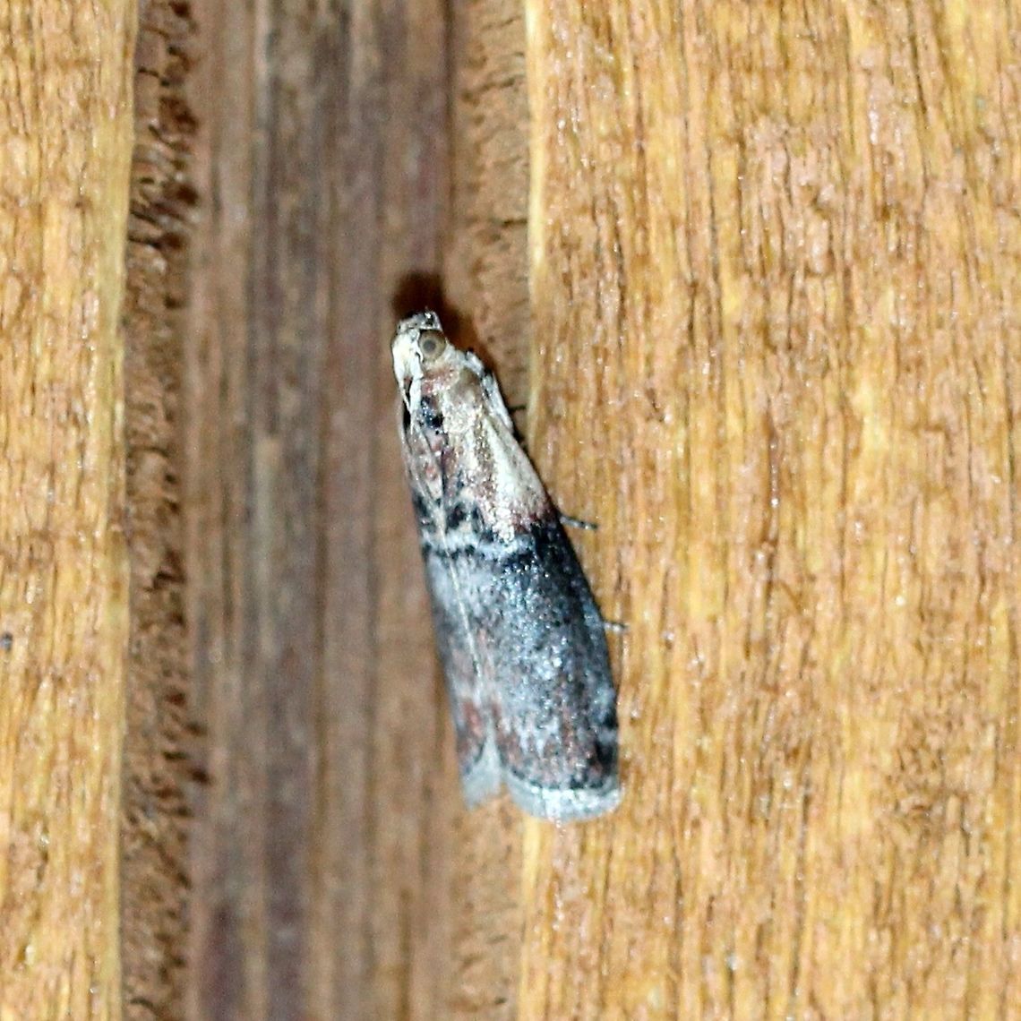 Sciota basilaris  Geotagged,Sciota basilaris,Summer,United States,Yellow-shouldered Leafroller