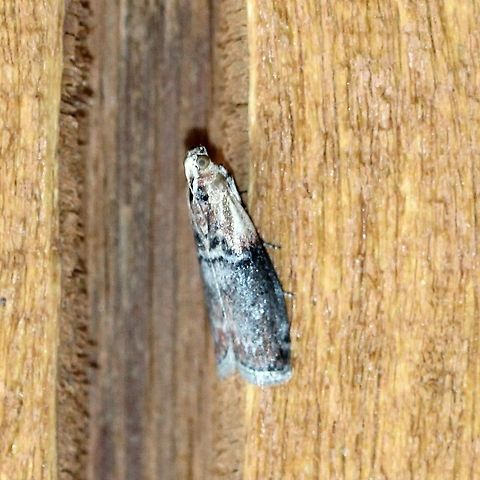 Sciota basilaris  Geotagged,Sciota basilaris,Summer,United States,Yellow-shouldered Leafroller