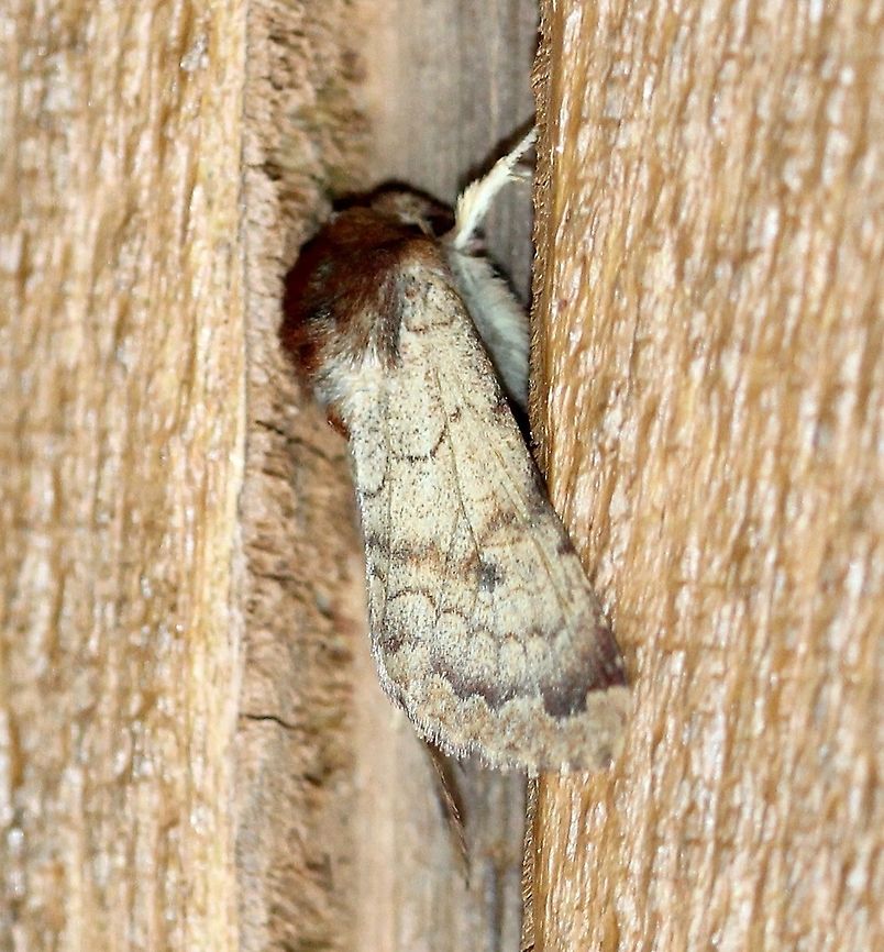 Sideridis rosea  Geotagged,Sideridis rosea,Summer,United States