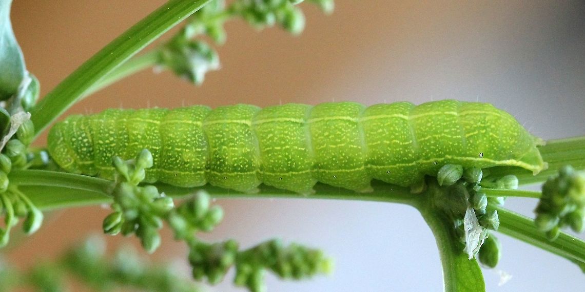 Orthosia sp.? Lithophane sp.? Feeding on leaves and flower buds of Rumex patientia. Geotagged,Lepidoptera,Summer,United States,green caterpillar,insect,moth,moth larva,rumex