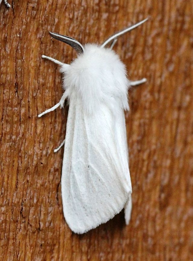 Spilosoma congrua No orange and black markings on the abdomen. Agreeable tiger moth,Geotagged,Spilosoma congrua,Summer,United States