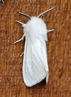 Spilosoma congrua No orange and black markings on the abdomen. Agreeable tiger moth,Geotagged,Spilosoma congrua,Summer,United States