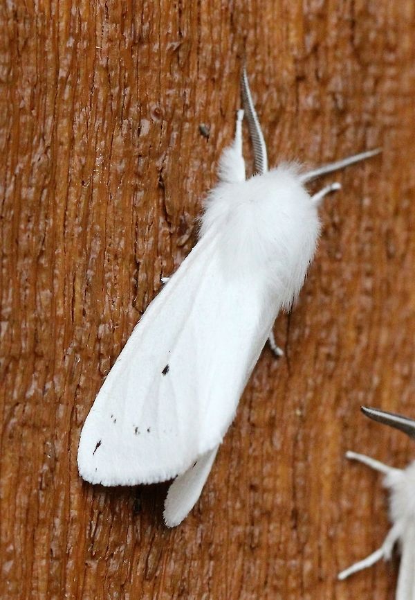 Spilosoma virginica Orange and black markings on the abdomen. Geotagged,Spilosoma virginica,Summer,United States,Virginia tiger moth
