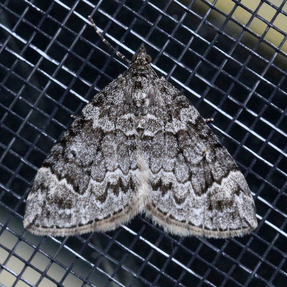 Dysstroma walkerata A highly variable species that does not always have orange markings. Dysstroma walkerata,Geometridae,Geotagged,Summer,United States,insect,lepidoptera,moth