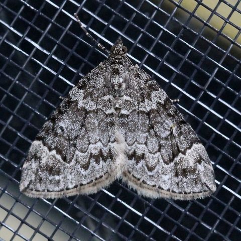 Dysstroma walkerata A highly variable species that does not always have orange markings. Dysstroma walkerata,Geometridae,Geotagged,Summer,United States,insect,lepidoptera,moth