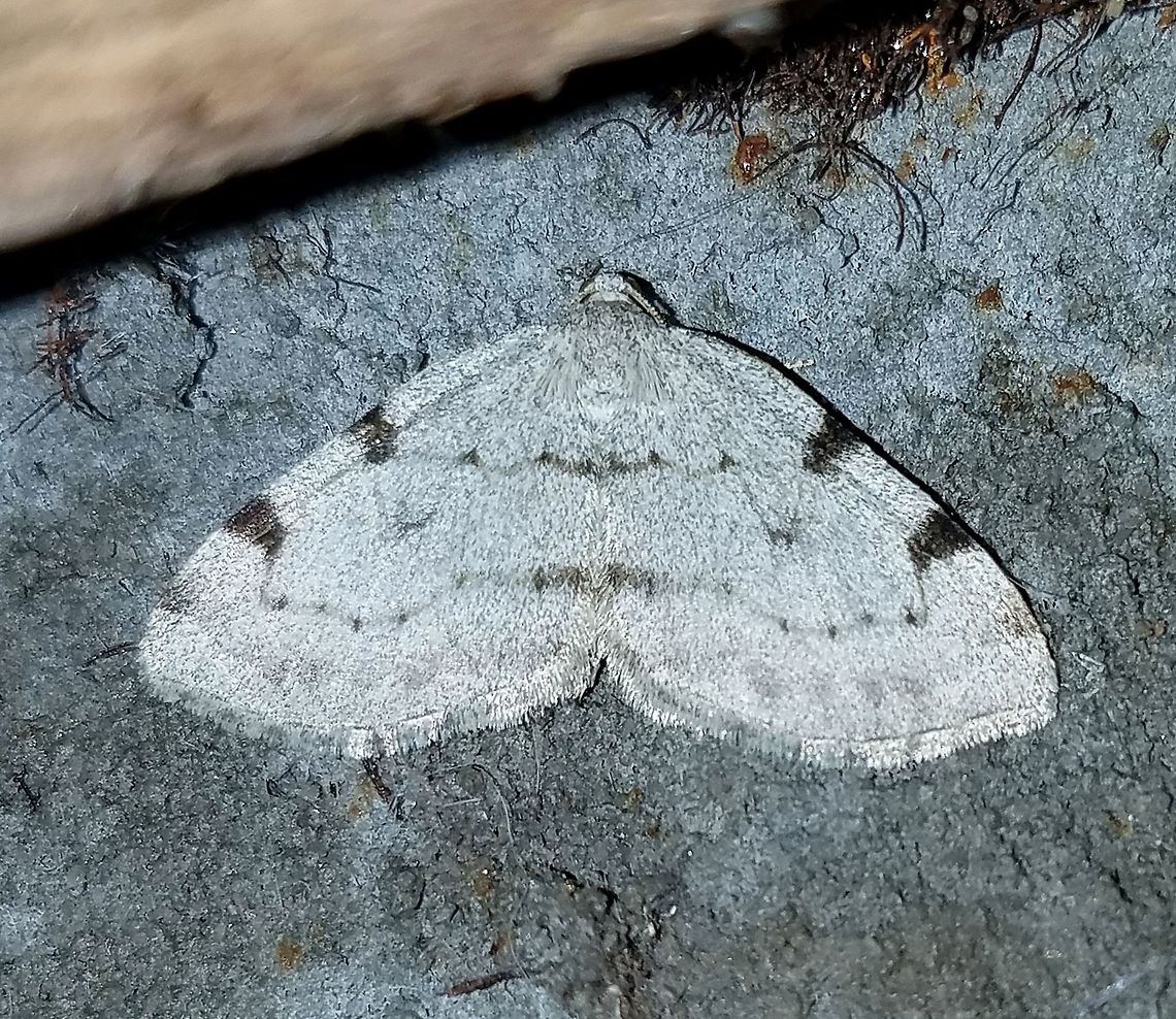 Heterophleps refusaria  Geotagged,Heterophleps refusaria,Summer,Three-patched bigwing,United States