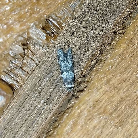 Asaphocrita aphidiella One of those tiny moths so overlooked. Asaphocrita aphidiella,Blastobasis glandulella,Geotagged,Summer,United States