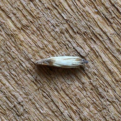 Eucosma radiatana  Eucosma radiatana,Geotagged,Summer,United States