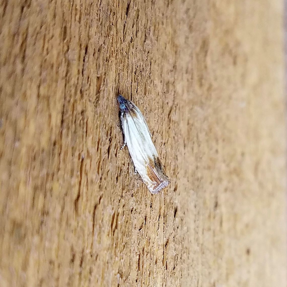 Eucosma radiatana  Eucosma radiatana,Geotagged,Summer,United States