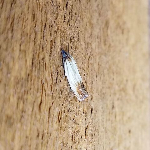 Eucosma radiatana  Eucosma radiatana,Geotagged,Summer,United States