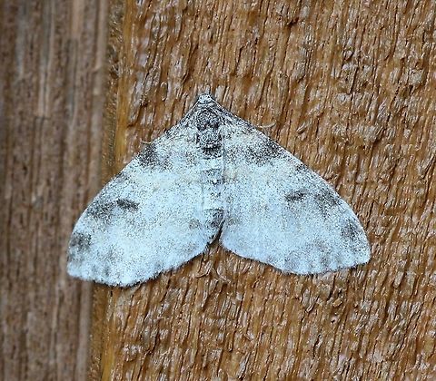 Lobophora nivigerata  Geotagged,Lobophora nivigerata,Summer,United States