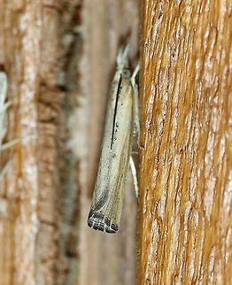 A Crambid moth Might be a Crambus species Geotagged,Lepidoptera,Summer,United States,insect,moth
