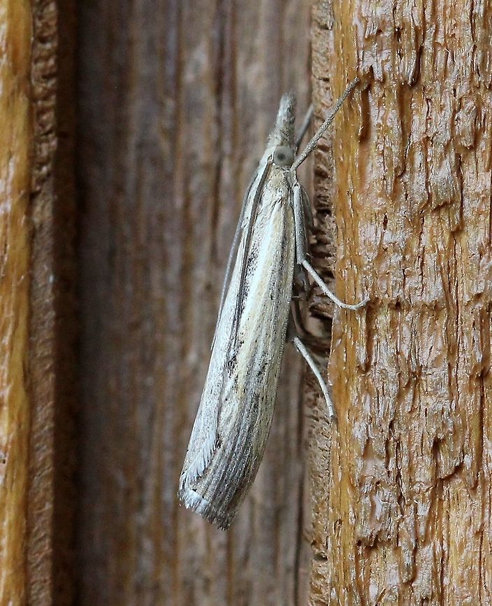 A Crambid moth Might be a Crambus species Geotagged,Lepidoptera,Summer,United States,insect,moth