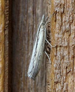 A Crambid moth Might be a Crambus species Geotagged,Lepidoptera,Summer,United States,insect,moth