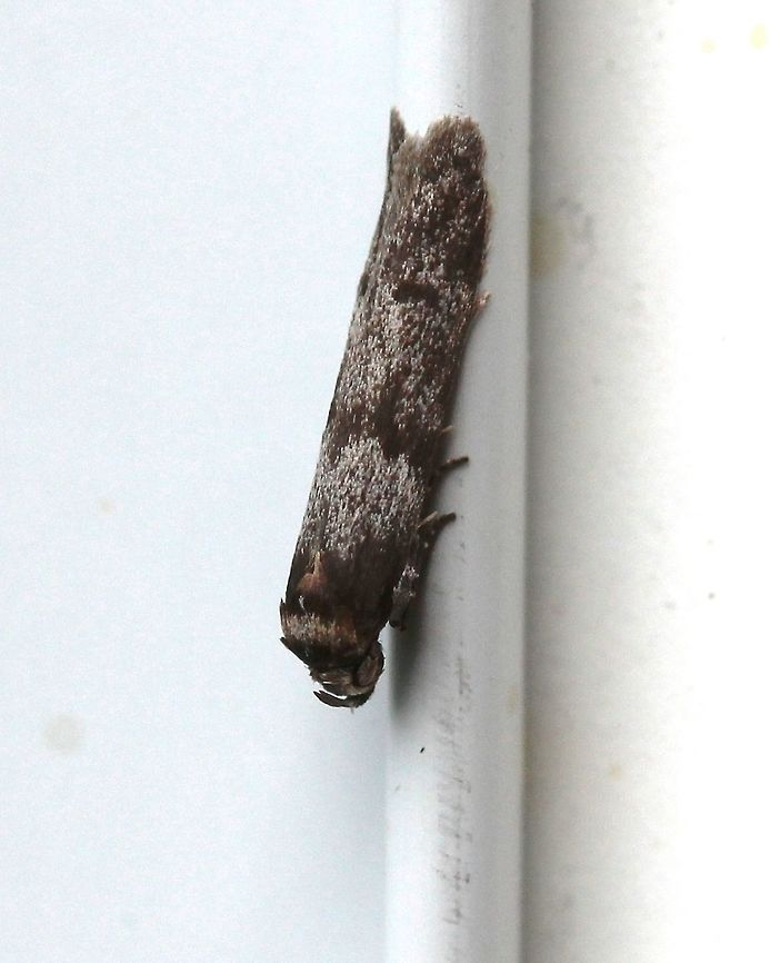 Asaphocrita aphidiella Seems to match photos at BG (<a href="https://bugguide.net/node/view/473746/bgimage" rel="nofollow">https://bugguide.net/node/view/473746/bgimage</a> ) <br />
and MPG (<a href="http://mothphotographersgroup.msstate.edu/species.php?hodges=1171" rel="nofollow">http://mothphotographersgroup.msstate.edu/species.php?hodges=1171</a> ). Length about 9 mm.  Asaphocrita,Asaphocrita aphidiella,Blastobasidae,Geotagged,Lepidoptera,Summer,United States,insect,moth