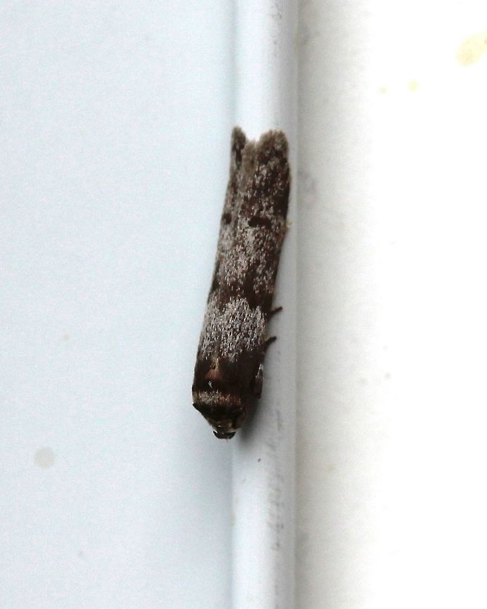 Asaphocrita aphidiella Seems to match photos at BG and MPG<br />
<a href="https://bugguide.net/node/view/473746/bgimage" rel="nofollow">https://bugguide.net/node/view/473746/bgimage</a><br />
<a href="http://mothphotographersgroup.msstate.edu/species.php?hodges=1171" rel="nofollow">http://mothphotographersgroup.msstate.edu/species.php?hodges=1171</a>.<br />
<br />
Length about 9 mm. Another view of this one:<br />
<figure class="photo"><a href="https://www.jungledragon.com/image/80963/asaphocrita_aphidiella.html" title="Asaphocrita aphidiella"><img src="https://s3.amazonaws.com/media.jungledragon.com/images/3383/80963_thumb.JPG?AWSAccessKeyId=05GMT0V3GWVNE7GGM1R2&Expires=1759968010&Signature=R%2BxwlE3nyHzz69N5rhCNYSU%2Bwkg%3D" width="122" height="152" alt="Asaphocrita aphidiella Seems to match photos at BG (https://bugguide.net/node/view/473746/bgimage ) <br />
and MPG (http://mothphotographersgroup.msstate.edu/species.php?hodges=1171 ). Length about 9 mm.  Asaphocrita,Asaphocrita aphidiella,Blastobasidae,Geotagged,Lepidoptera,Summer,United States,insect,moth" /></a></figure> Asaphocrita,Asaphocrita aphidiella,Blastobasidae,Geotagged,Lepidoptera,Summer,United States,insect,moth