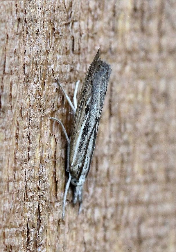 Thaumatopsis pexellus Seems to be.<br />
<a href="https://bugguide.net/node/view/341093/bgimage?from=24" rel="nofollow">https://bugguide.net/node/view/341093/bgimage?from=24</a><br />
<a href="http://mothphotographersgroup.msstate.edu/species.php?phylo=800850&amp;state=UMW" rel="nofollow">http://mothphotographersgroup.msstate.edu/species.php?phylo=800850&amp;state=UMW</a> Geotagged,Lepidoptera,Summer,Thaumatopsis pexellus,United States,crambid,insect,moth