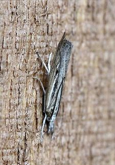 Thaumatopsis pexellus Seems to be.
https://bugguide.net/node/view/341093/bgimage?from=24
http://mothphotographersgroup.msstate.edu/species.php?phylo=800850&state=UMW Geotagged,Lepidoptera,Summer,Thaumatopsis pexellus,United States,crambid,insect,moth