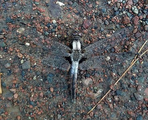 Ladona julia  Chalk-fronted corporal,Geotagged,Ladona julia,Odonata,Summer,United States,chalk-fronted corporal,dragonfly,flying insect,insect,skimmer dragonfly