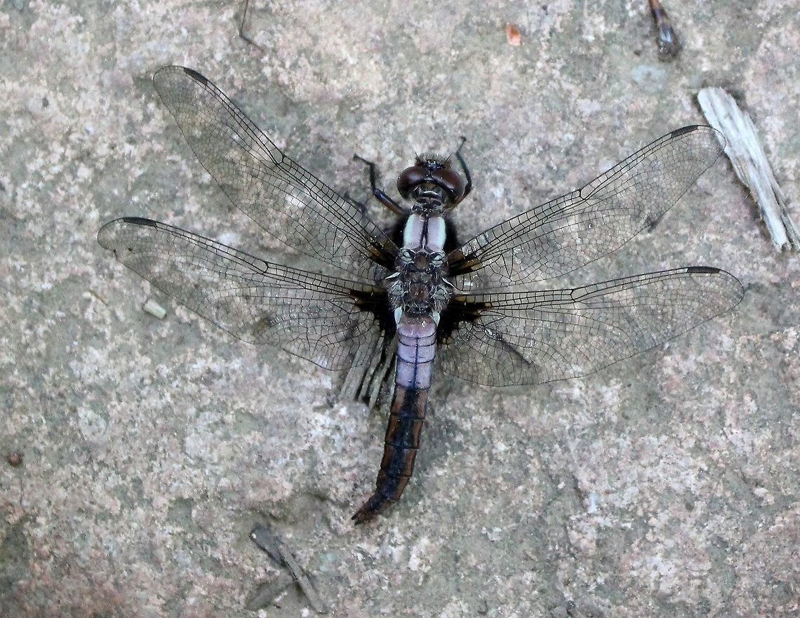 Ladona julia  Chalk-fronted corporal,Geotagged,Ladona julia,Odonata,Summer,United States,chalk-fronted corporal,dragonfly,flying insect,insect,skimmer dragonfly