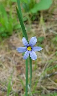 Sisyrinchium montanum Detail of the flower. Growing along a sandy trail through the forest. American blue-eyed grass,Geotagged,Sisyrinchium montanum,Summer,United States