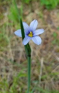Sisyrinchium montanum Detail of the flower. Growing along a sandy trail through the forest. American blue-eyed grass,Geotagged,Sisyrinchium montanum,Summer,United States