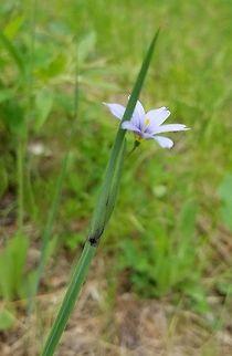 Sisyrinchium montanum Details of the spathe and the flowering stem which has a prominent midvein and is winged. Growing along a sandy trail through the forest. American blue-eyed grass,Geotagged,Sisyrinchium montanum,Summer,United States