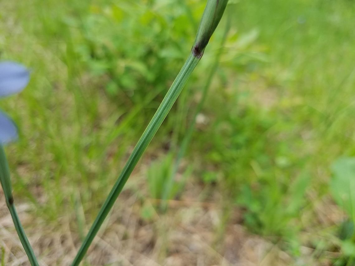 Sisyrinchium montanum Details of the spathe and the flowering stem which has a prominent midvein and is winged. Growing along a sandy trail through the forest. American blue-eyed grass,Geotagged,Sisyrinchium montanum,Summer,United States