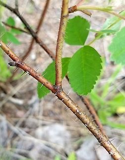 Rosa acicularis  Geotagged,Rosa acicularis,Summer,United States