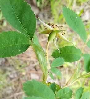Rosa acicularis Details of glandular stipules and the fruit. Growing in full sun on a sandy roadcut through the forest. Geotagged,Rosa acicularis,Summer,United States