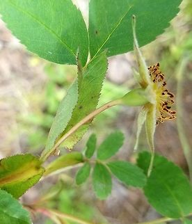 Rosa acicularis Details of glandular stipules and the fruit. Growing in full sun on a sandy roadcut through the forest. Geotagged,Rosa acicularis,Summer,United States