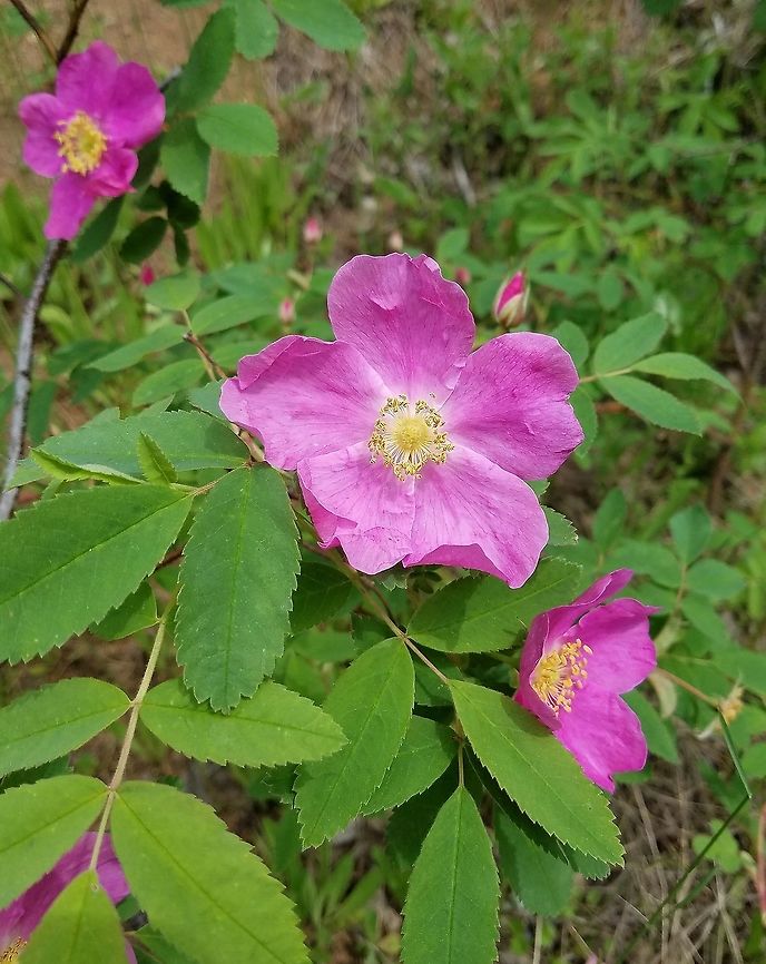 Rosa acicularis Detail of flowers and leaves. Growing in full sun on a sandy roadcut through the forest. Geotagged,Rosa acicularis,Summer,United States