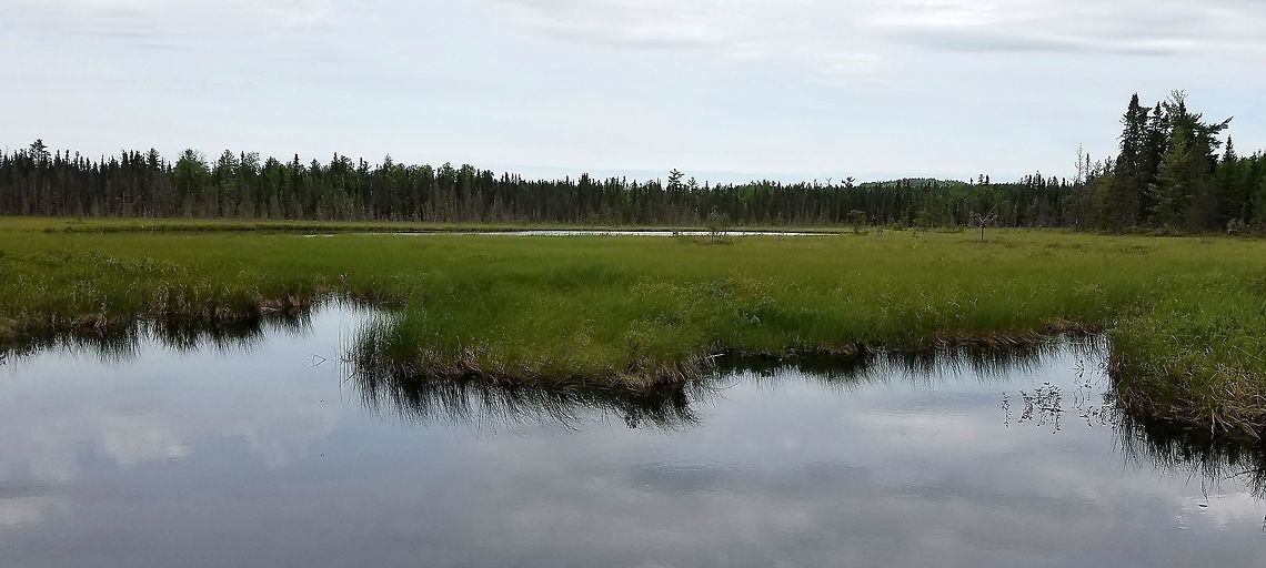 Floating marsh around a pond A floating marsh composed largely of Fen Sedge (Carex lasiocarpa) around a pond. This marsh grades into a shore fen and eventually into mixed conifer swamp. The total area is about 20 acres (8.1 hectares). A small stream which originates in the mixed conifer swamp flows into the marsh from the northeast. The marsh is drained by a convoluted boggy stream that eventually connects with the Poplar River. Carex lasiocarpa,Geotagged,Summer,United States,carex lasiocarpa,fen,fen sedge,minnesota,pond,sedge,water
