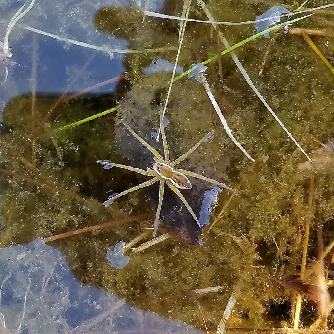 Dolomedes triton In a small remnant of a beaver pond that has been long abandoned and is turning into a shallow marsh. Dolomedes triton,Geotagged,Six-spotted fishing spider,Summer,United States,arachnid,beaver pond,spider