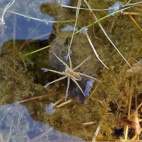 Dolomedes triton In a small remnant of a beaver pond that has been long abandoned and is turning into a shallow marsh. Dolomedes triton,Geotagged,Six-spotted fishing spider,Summer,United States,arachnid,beaver pond,spider