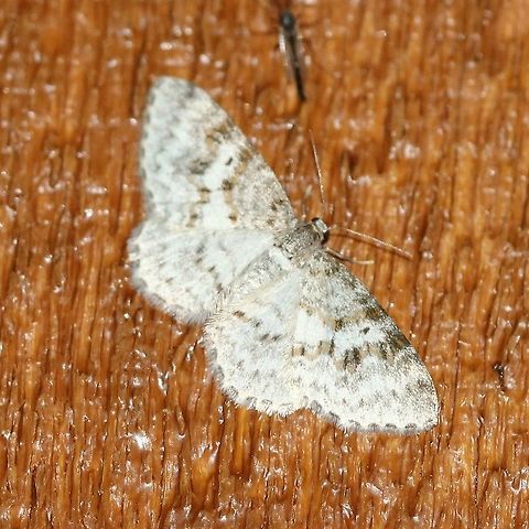 Hydrelia inornata Very warm night (~75 degrees F) and humid. Attracted to an incandescent porch light. Geotagged,Hydrelia inornata,Summer,United States