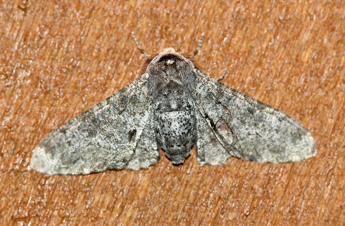 Biston betularia Very warm night (~75 degrees F) and humid. Attracted to an incandescent porch light. Biston betularia,Geotagged,Peppered moth,Summer,United States