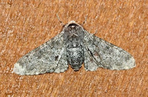 Biston betularia Very warm night (~75 degrees F) and humid. Attracted to an incandescent porch light. Biston betularia,Geotagged,Peppered moth,Summer,United States