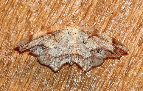 Probole amicaria Very warm night (~75 degrees F) and humid. Attracted to an incandescent porch light. Friendly Probole,Geotagged,Probole amicaria,Summer,United States