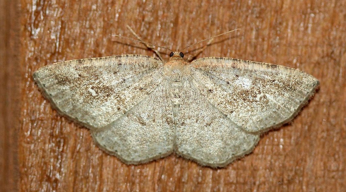 Homochlodes fritillaria Very warm night (~75 degrees F) and humid. Attracted to an incandescent porch light. Geotagged,Homochlodes fritillaria,Pale Homochlode,Summer,United States