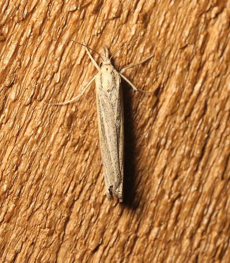 Eucosma bilineana Very warm night (~75 degrees F) and humid. Attracted to an incandescent porch light. Eucosma bilineana,Geotagged,Lepidoptera,Summer,United States,insect,moth