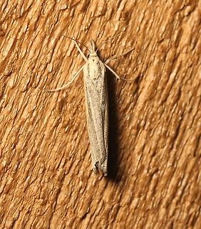 Eucosma bilineana Very warm night (~75 degrees F) and humid. Attracted to an incandescent porch light. Eucosma bilineana,Geotagged,Lepidoptera,Summer,United States,insect,moth