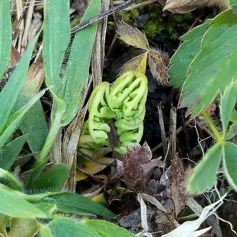 Sceptridium multifidum Uncoiling frond of a Sceptridium multifidum plant at the edge of an abandoned beaver pond (now a sedge meadow) on thin peaty soil over bedrock. Geotagged,Leathery Grapefern,Sceptridium multifidum,Summer,United States