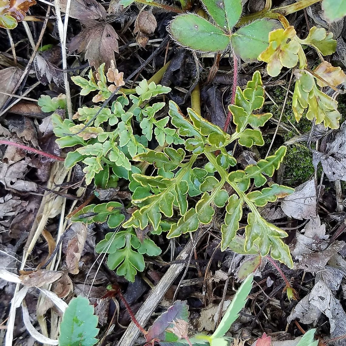 Sceptridium multifidum Sceptridium multifidum plants at the edge of an abandoned beaver pond (now a sedge meadow) on thin peaty soil over bedrock. These are the fronds of the previous year. Geotagged,Leathery Grapefern,Sceptridium multifidum,Summer,United States