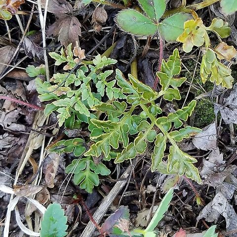 Sceptridium multifidum Sceptridium multifidum plants at the edge of an abandoned beaver pond (now a sedge meadow) on thin peaty soil over bedrock. These are the fronds of the previous year. Geotagged,Leathery Grapefern,Sceptridium multifidum,Summer,United States