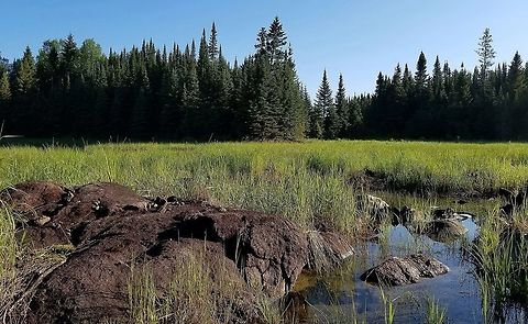 Beaver meadow and shallow marsh A beaver meadow and shallow marsh developing in what was once a large beaver pond. Major vegetation components are Beaked Sedge (Carex utriculata) and Canada Bluejoint Grass (Calamagrostis canadensis). Large boulders and bedrock exposures dot the marsh.
The entire wetland complex is in two parts and both have been modified by beaver dams. This is the lower part and is 1.72 acres (0.7 hectares). The upper part which begins where the trees seem to be indented is larger at 3.74 acres (1.51 hectares). A small stream with its source in a black spruce swamp is the primary source of water. Beavers have probably not occupied either part since sometime between 2011 and 2013 but the dams remain and hold back enough water to maintain small shallow ponds. Calamagrostis canadensis,Carex utriculata,Geotagged,Summer,United States,beaver,beaver meadow,shallow marsh,wetlands
