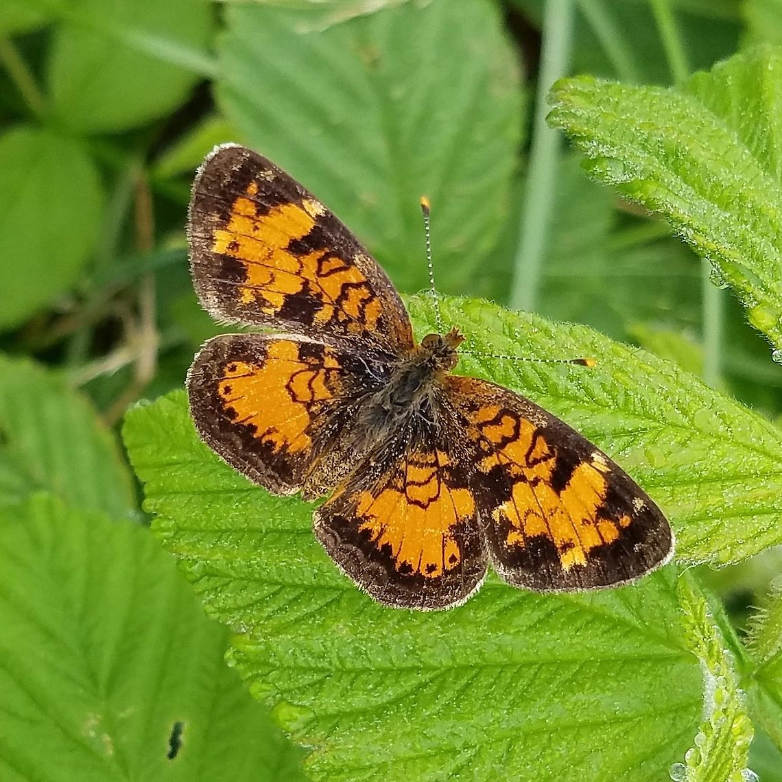 Phyciodes cocyta Not 100% certain but it does seem to resemble some of the photos of Phyciodes cocyta. Seen on Red Raspberry (Rubus strigosus) on a ditch bank road through a restored fen. Geotagged,Northern Crescent,Phyciodes cocyta,Summer,United States