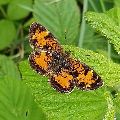 Phyciodes cocyta Not 100% certain but it does seem to resemble some of the photos of Phyciodes cocyta. Seen on Red Raspberry (Rubus strigosus) on a ditch bank road through a restored fen. Geotagged,Northern Crescent,Phyciodes cocyta,Summer,United States