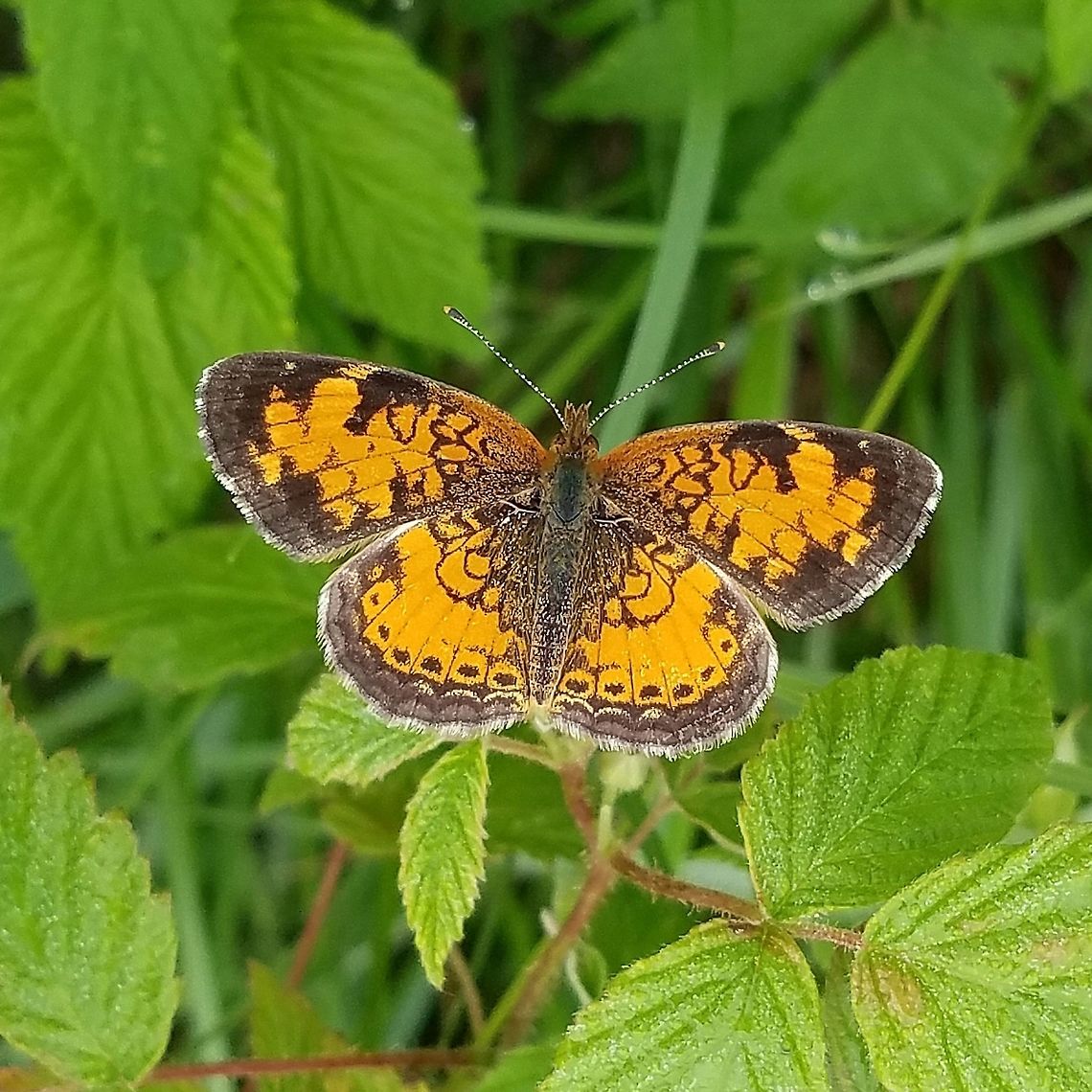 Phyciodes cocyta Seen on Red Raspberry (Rubus strigosus) on a ditch bank road through a restored fen. Geotagged,Northern Crescent,Phyciodes cocyta,Rubus strigosus,Summer,United States,butterfly,fen,wetland