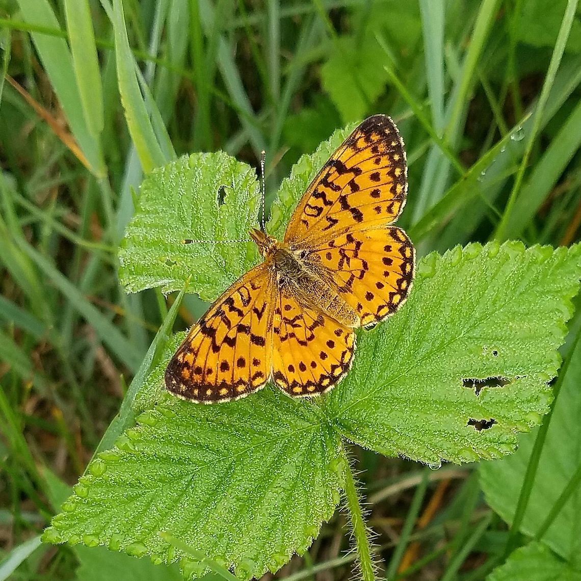 Boloria selene Seen on Red Raspberry (Rubus strigosus) on a ditch bank road through a restored fen. Boloria selene,Geotagged,Small pearl-bordered fritillary,Summer,United States